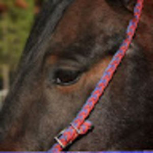 Meet your Posher, Sharday